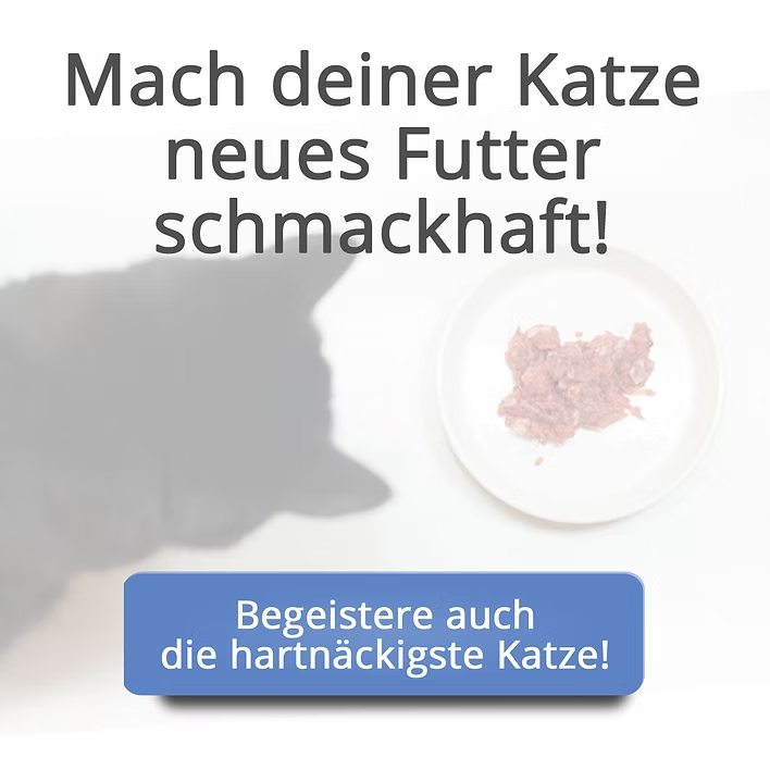 Webinartip: Futterumstellung bei Katzen