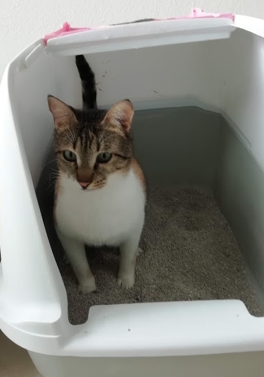 Protestpinkeln, ein weit verbreiteter Irrglaube!!!