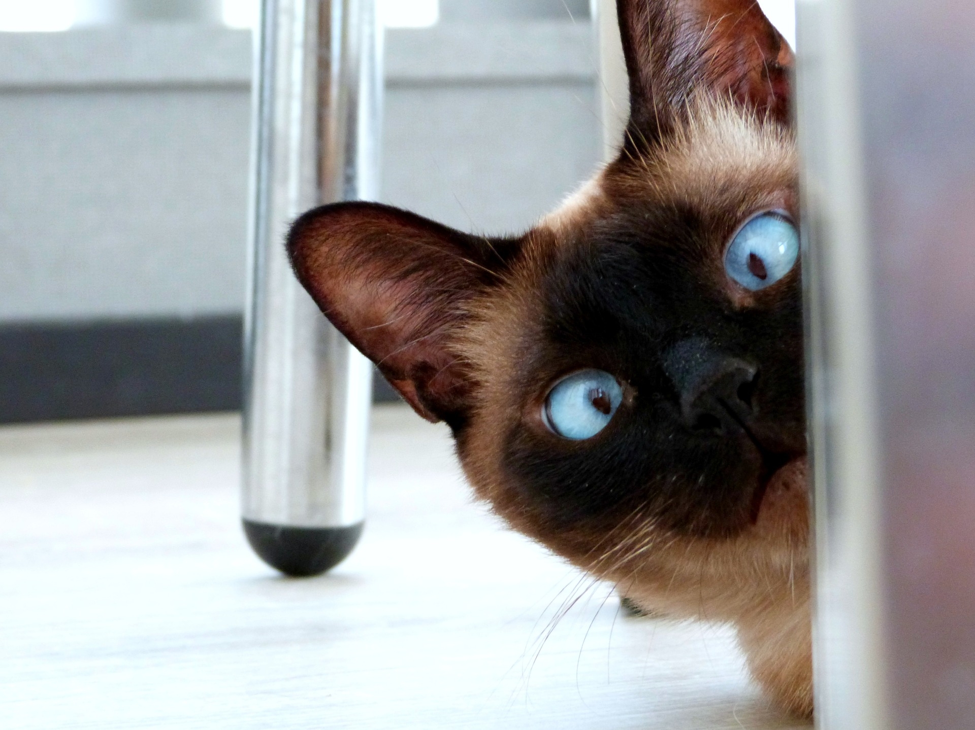 eyes 3924800 1920